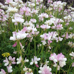 Coronilla parviflora (pink form)